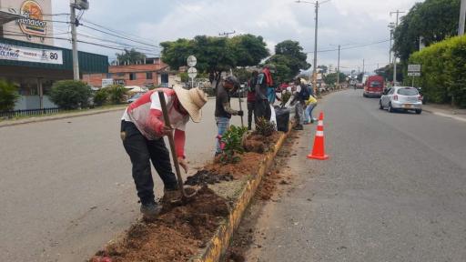 empresario está sembrando árboles en Valle del Cauca