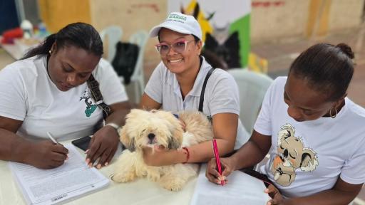 Nariño pondrá en marcha ruta integral para atender el maltrato animal y reducir la impunidad