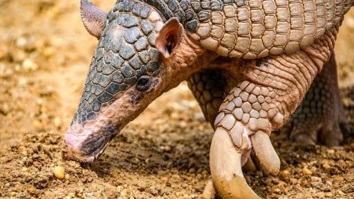 Avistamiento del armadillo gigante en La Macarena, Meta