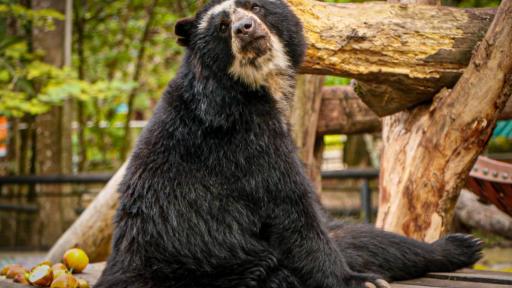 Bioparque Los Ocarros: horarios en Semana Santa | Villavicencio