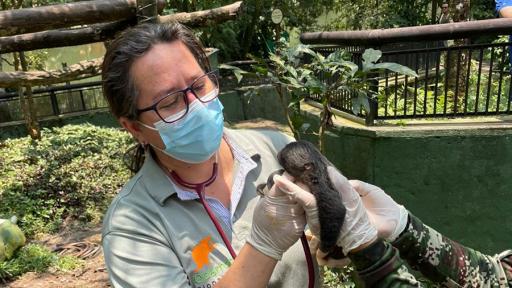 Cría de oso perezoso nació en el bioparque Los Ocarros