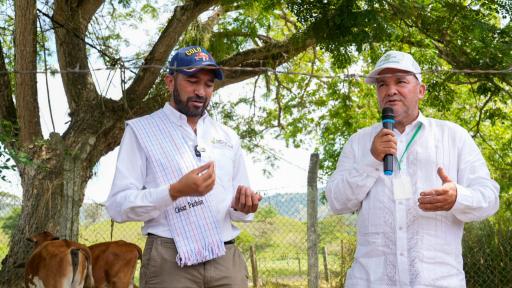 Proyectos para sustituir cultivos ilícitos Colombia: pasto Vetiver 