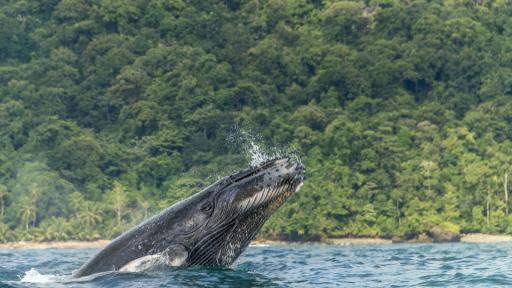 Importancia de las ballenas para el ambiente
