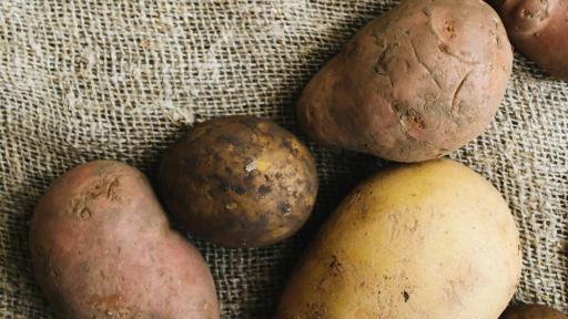Pasto: Alerta por aparición de la enfermedad Punta Morada en la papa