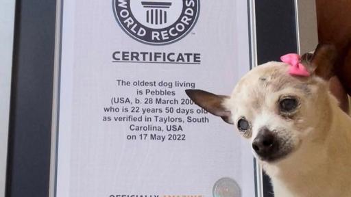 El perro más viejo del mundo murió a los 22 años en EE.UU.
