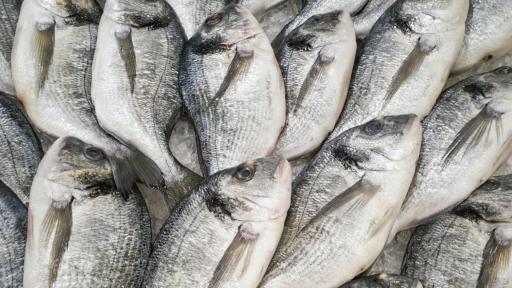 Pescadores celebran aprobación del OCAD Paz por 25 mil millones 