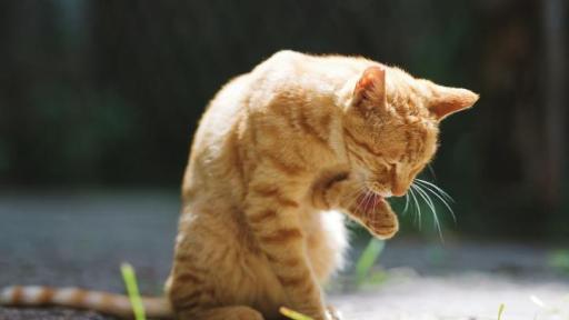 Perfil psicológico de quien maltrata animales