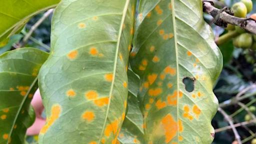 Alerta por roya en cafetales de Caldas: Comité pide a caficultores reforzar controles