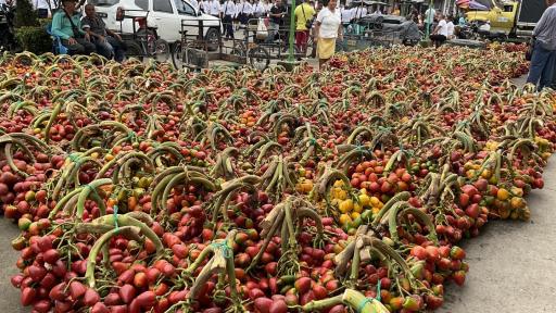 Chontaduro: beneficios, cultivo y producción en Putumayo