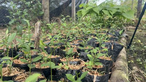 Protección de más de 2.300 hectáreas de bosque en Caquetá