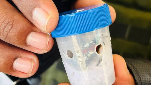 Rescatan a 17 ranas en vía de extinción en Yumbo, Valle del Cauca