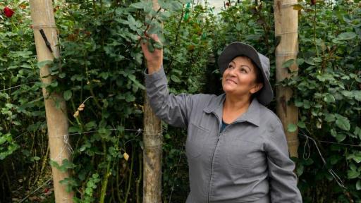 Risaralda exportó 60 mil rosas para el Día de la Madre