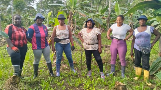 Nariño: plantas sustituyen cultivos ilícitos por ancestrales
