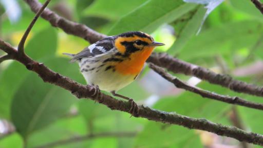 Aves migratorias y cambio climático: consecuencias fenómeno de El Niño