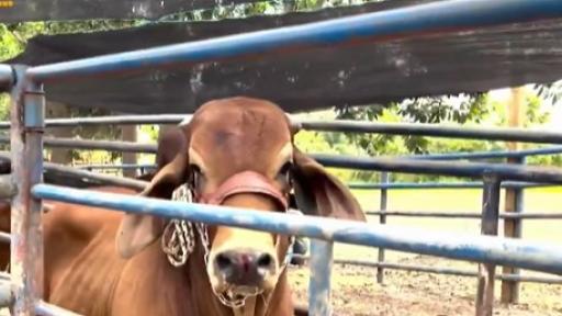 Foro de ganadería sostenible en el Guaviare