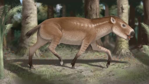 Desierto de La Tatacoa: hallazgos de fósiles e historia | Investigación 