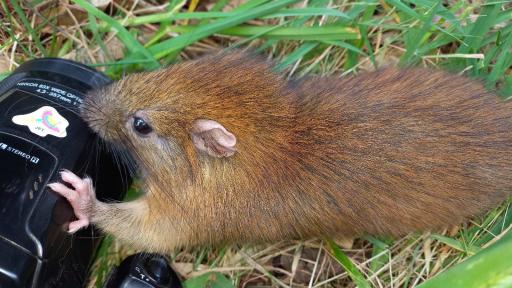 Toro Bambú colombiano: hallan un animal en vía de extinción en Quindío