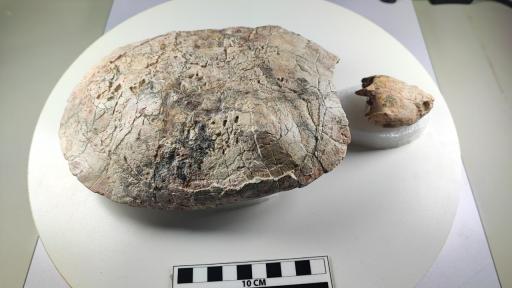 Tortuga fósil La Tatacoa: descubren nueva especie nombrada honor Shakira