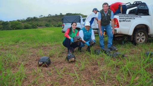 Tortugas morrocoy de patas rojas liberadas en llanos orientales