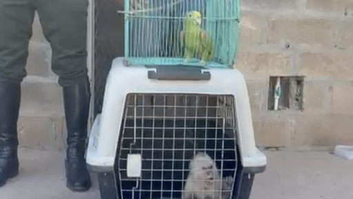 Tráfico de animales silvestres en el Cesar