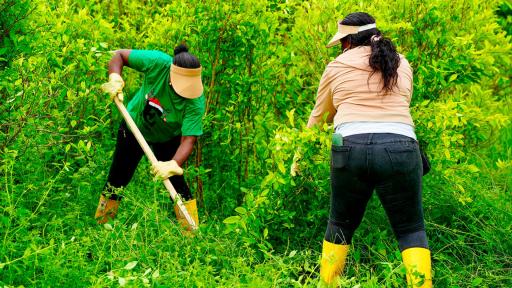 Gobierno entrega tierras en Tumaco para sustituir coca y avanzar en la paz territorial