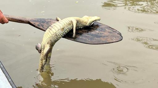 Caño San Silvestre | Ambientalistas denuncian mortandad de animales