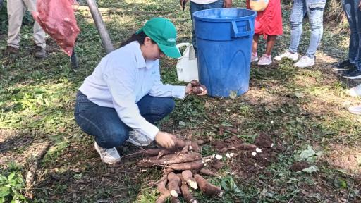 Variedades de yuca en Colombia: nuevas especies para consumo e industria
