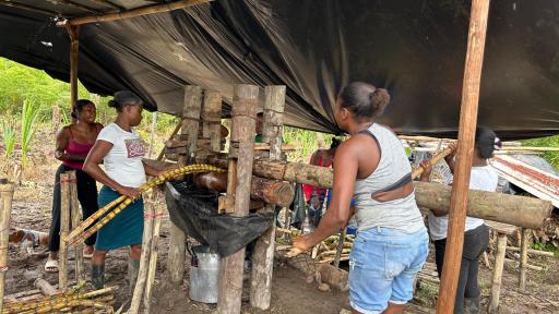 Tumaco: Mujeres le apuestan a la transformación de la caña