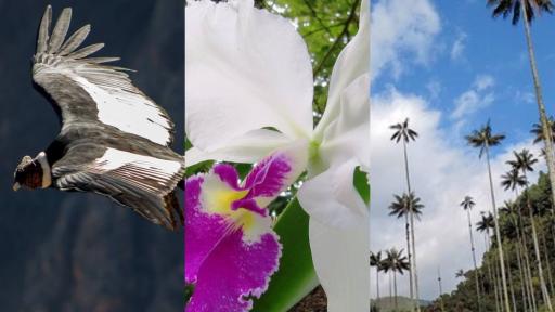 Día de la Independencia Colombia: significados símbolos patrios 