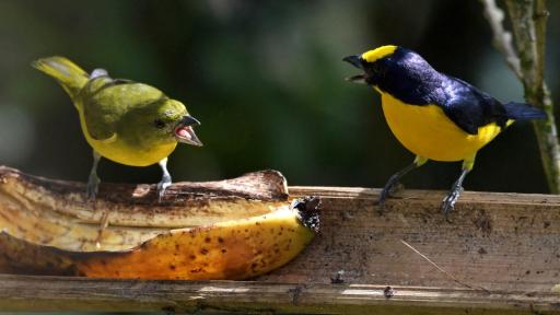 Himno de Colombia cantado por más de 40 pájaros