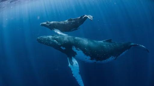 Avistamiento de ballenas y delfines: lo bueno, lo malo y lo peligroso