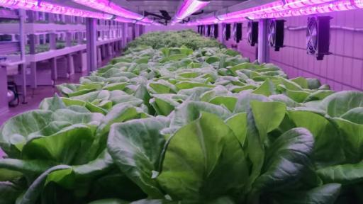 Agricultura vertical: el sistema que puede ahorrar hasta un 90% de agua