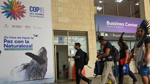 COP16: what are the Blue and Green Zone?