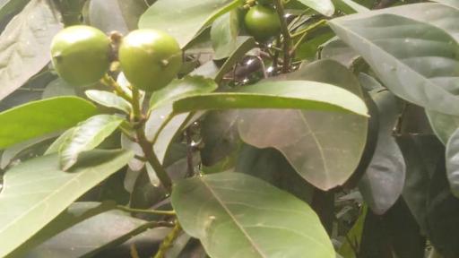 El Cacay: un tesoro natural y aliado indiscutible para la conservación de la biodiversidad