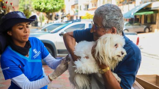 Medellín: vacunas gratuitas para perros y gatos