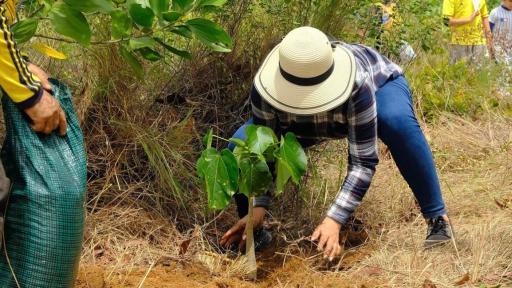 Fundación busca reforestar el Cañón del Chicamocha 