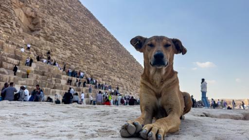 Perros callejeros sensación en pirámides de Egipto