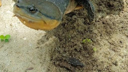 santuario para la tortuga palmera