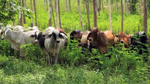 Ganadería sostenible: eficiencia y economía en el Cesar
