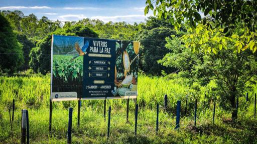 “Viveros para la Paz”, la iniciativa en Codazzi que reemplaza cultivos ilícitos con cacao