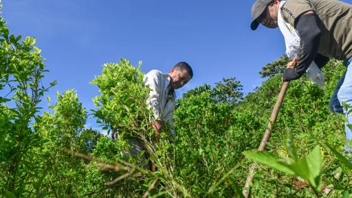 Política Nacional Drogas en Colombia avanza, a pesar de descertificación