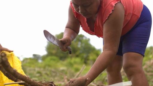 Vichada: 29 mujeres indígenas le apuestan al al fortalecimiento agroalimentario