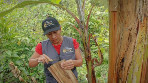 Valle del Cauca: mejor calidad de vida de agricultores
