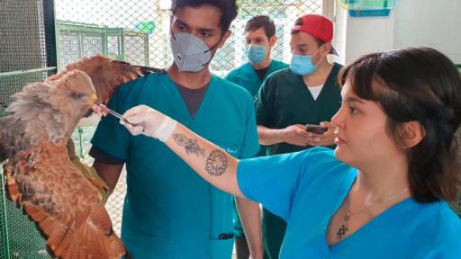 Bucaramanga tiene su propio 'centro de estética' para animales silvestres atacados