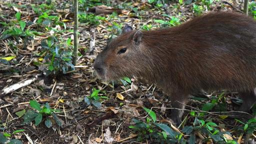 MinAmbiente no permitirá cacería comercial del chigüiro en Colombia