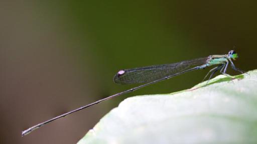 Nikoulabasis roseosticta, nueva libélula descubierta en Fiyi