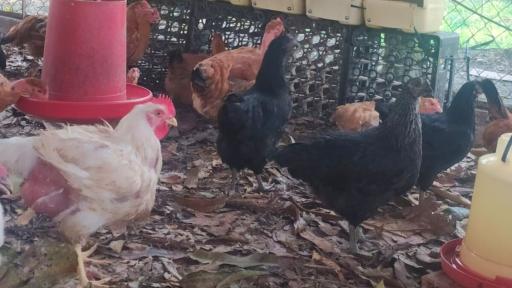 Avicultura, alternativa nutricional y económica para familias indígenas y afrodescendientes  