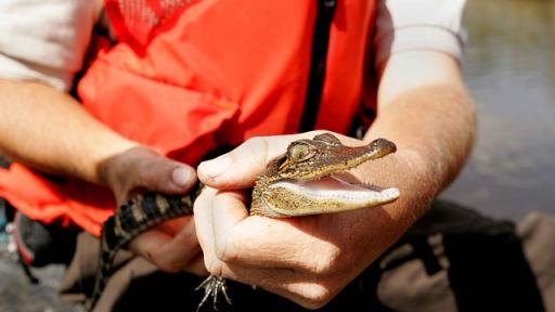 Operativo contra tráfico de especies en Magdalena: recuperación de 234 babillas