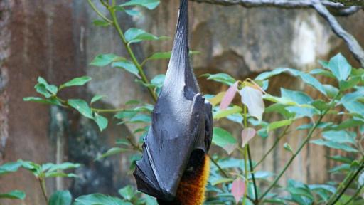 Historia de una jubilada polaca y su relación atípica con los murciélagos 