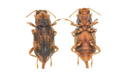 Zunielmis Pax, nueva especie de insecto acuático descubierto en Vichada